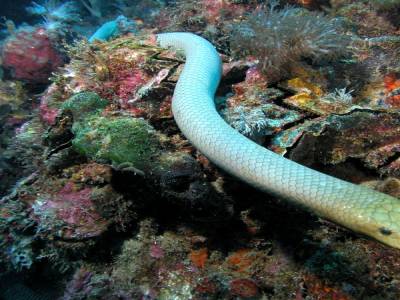 Serpent olive