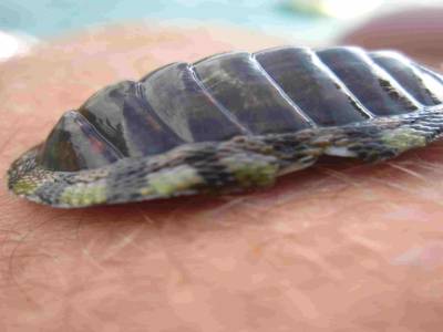 Escargot de mer