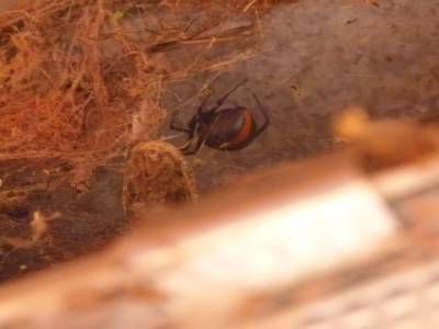 La fameuse RedBack Spider