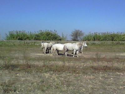 Chevaux Ste Marie de la Mer