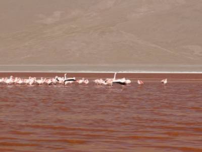 Laguna Colorada