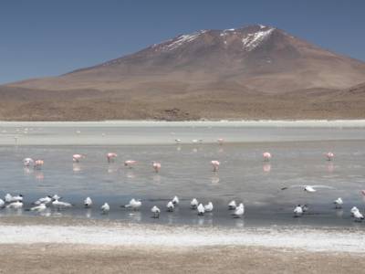 flamengos en otra laguna