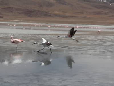 flamengos en otra laguna