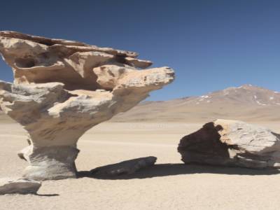arbol de piedra