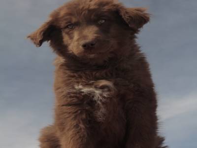 Gringo, a lost dog our guide took with us !