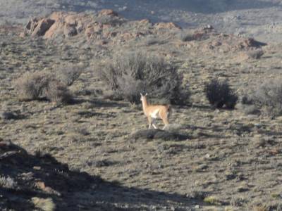 Rencontre de Guanacos sur la route