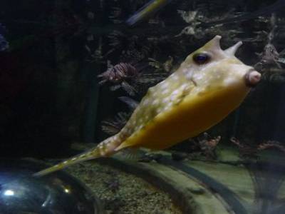 Aquarium