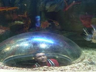 Toujours dans l'aquarium