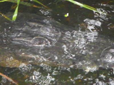 crocodile de Floride