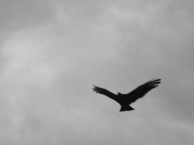 vautour