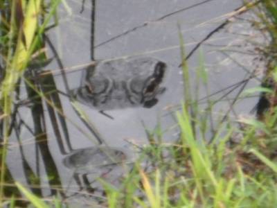 aligator de Floride