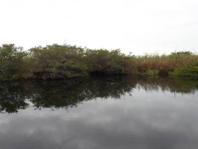 paysage everglaes