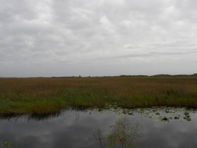 paysage everglaes