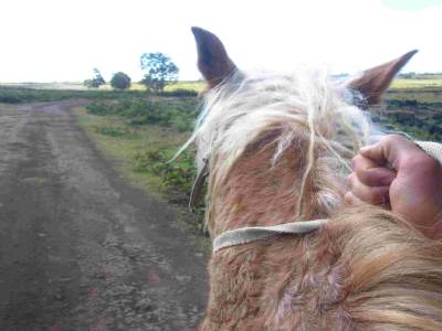 Premier cheval que je monte