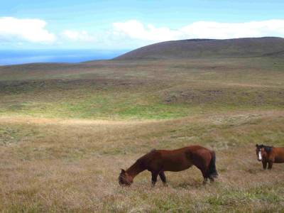 chevaux sauvages