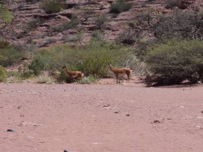 Guanacos dans le parc de Talampaya