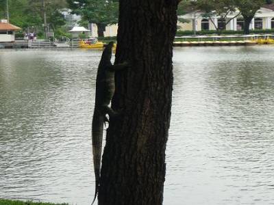 Un gros varan dans le parc
