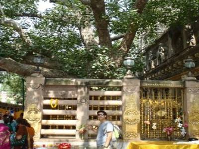 L'Arbre sous lequel Bouddha connut l'illumination