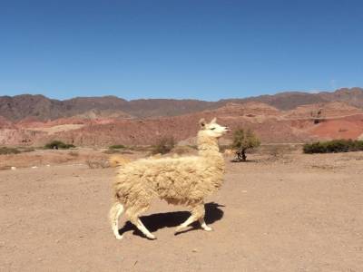 Quebrada de Las Conchas Lama