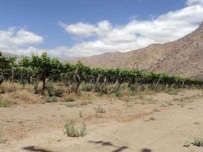 Vignes Cafayate