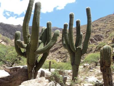 Les Cactus