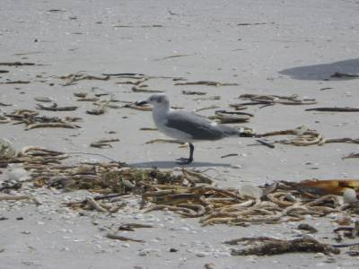 plage de Sanibel