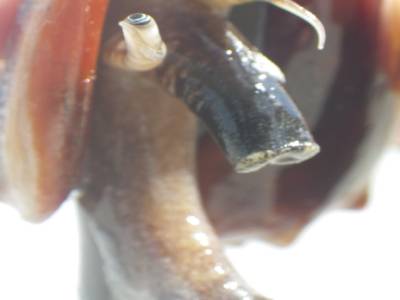 Conch; plage de sanibel