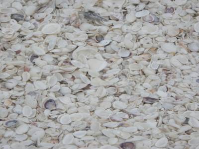 plage de coquillage de Sanibel