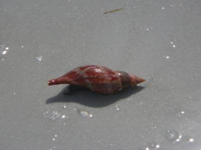 Conch