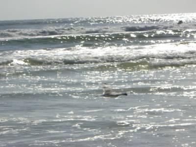 plage de Siesta Beach
