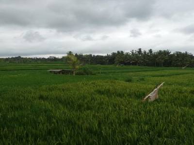 Ubud