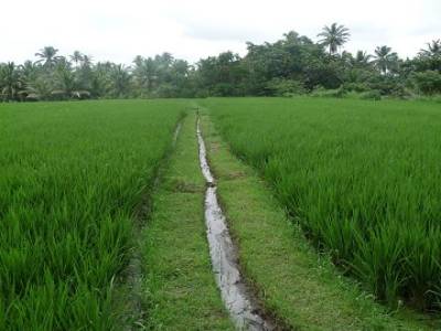 Ubud