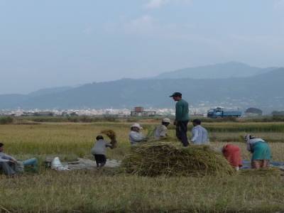Recolte du riz