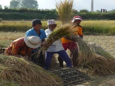 Recolte du riz