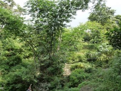 Treck du Sanctuaire des Annapurnas