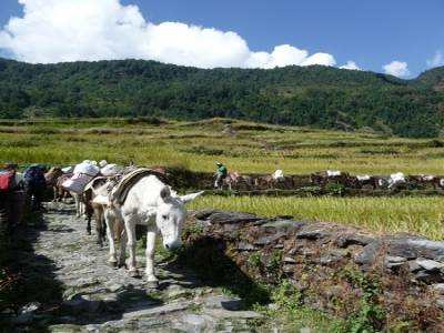 Treck du Sanctuaire des Annapurnas