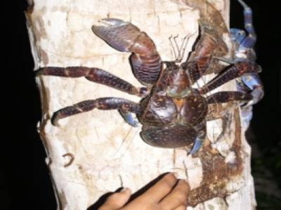 Un crabe de cocotier