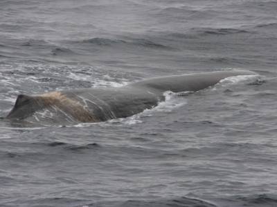 Safari Baleine
