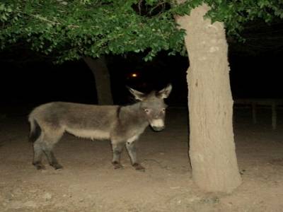 un âne s'invite au camping!
