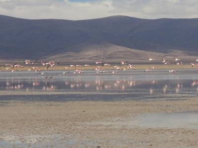 Flamants roses laguna de Pozuelos