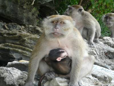 maman et bébé singe