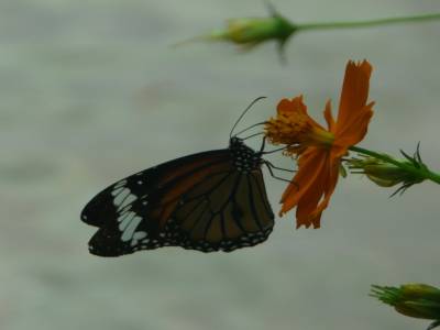 jardin des papillons