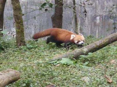 A Red Panda