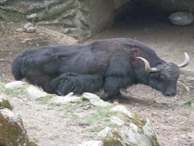 Yak