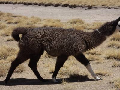 Lama