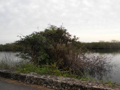 Everglades par Gabrielle