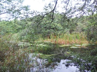 Everglades par Gabrielle