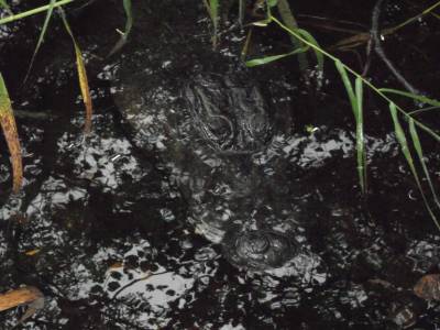Everglades par Gabrielle