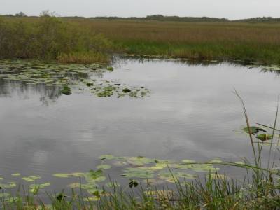 Everglades par Gabrielle