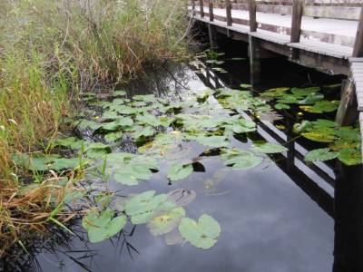 Everglades par Gabrielle